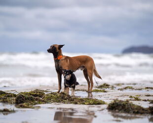 Urlaub mit Hund